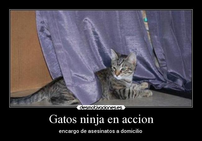Gatos ninja en accion - encargo de asesinatos a domicilio 