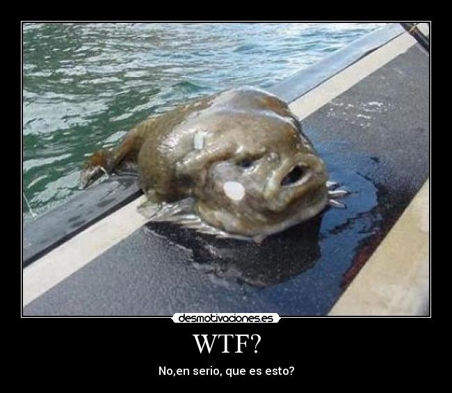 WTF? - No,en serio, que es esto?