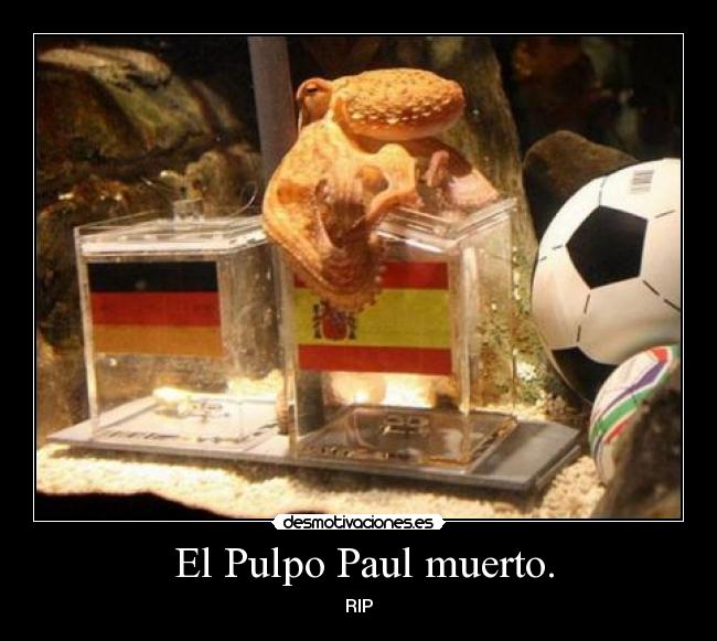  El Pulpo Paul muerto. - RIP