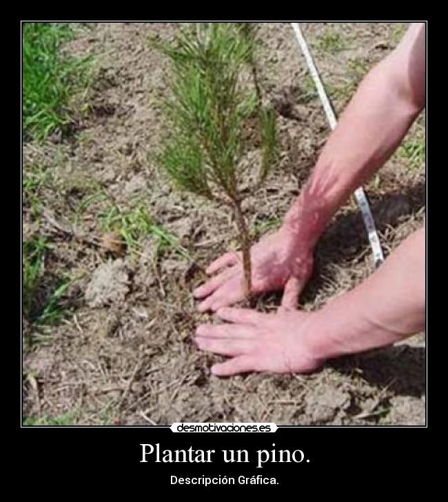 Plantar un pino. -