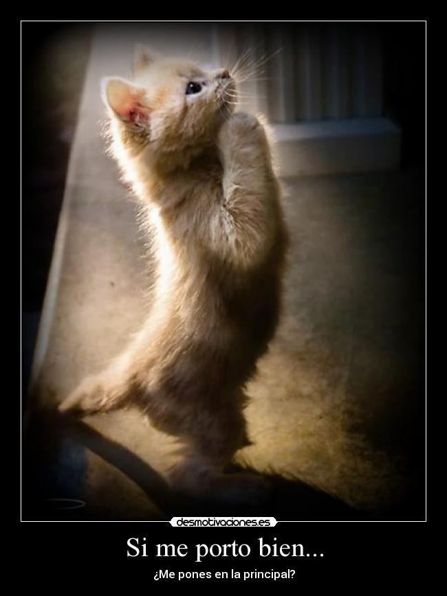 carteles gato gatito porfa porfavor suplicar pedir desear anelar principal desmotivacioneses desmotivaciones