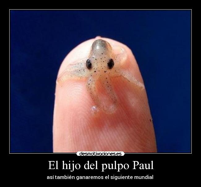 El hijo del pulpo Paul - 