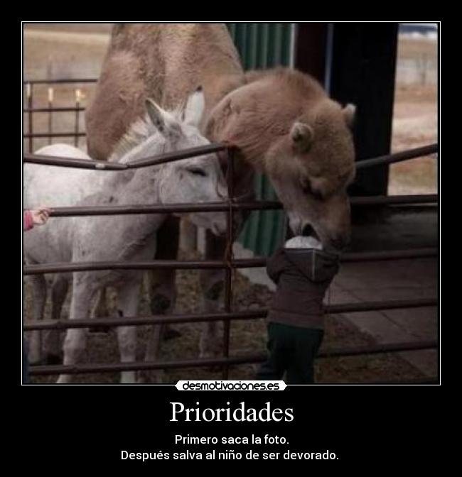 carteles camellos desmotivaciones