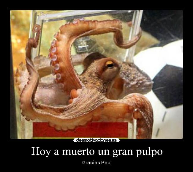 Hoy a muerto un gran pulpo - Gracias Paul