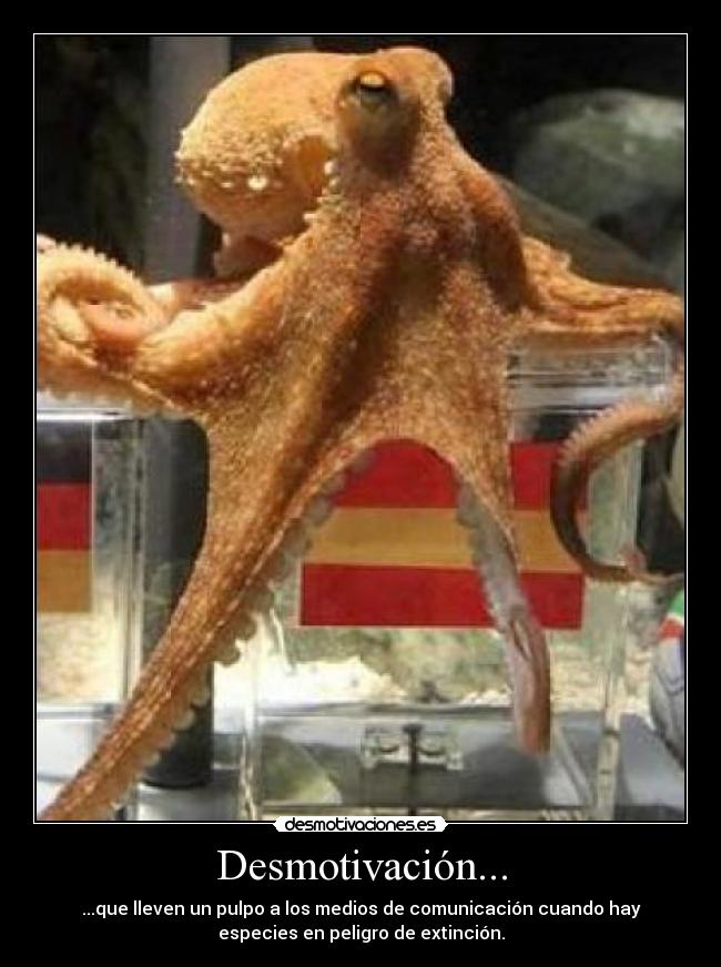 Desmotivación... - ...que lleven un pulpo a los medios de comunicación cuando hay
especies en peligro de extinción.