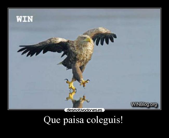 Que paisa coleguis!  - 