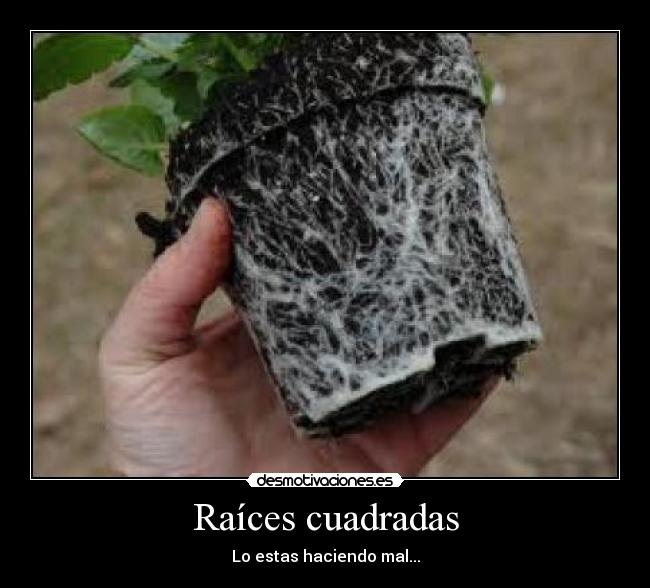 Raíces cuadradas - 