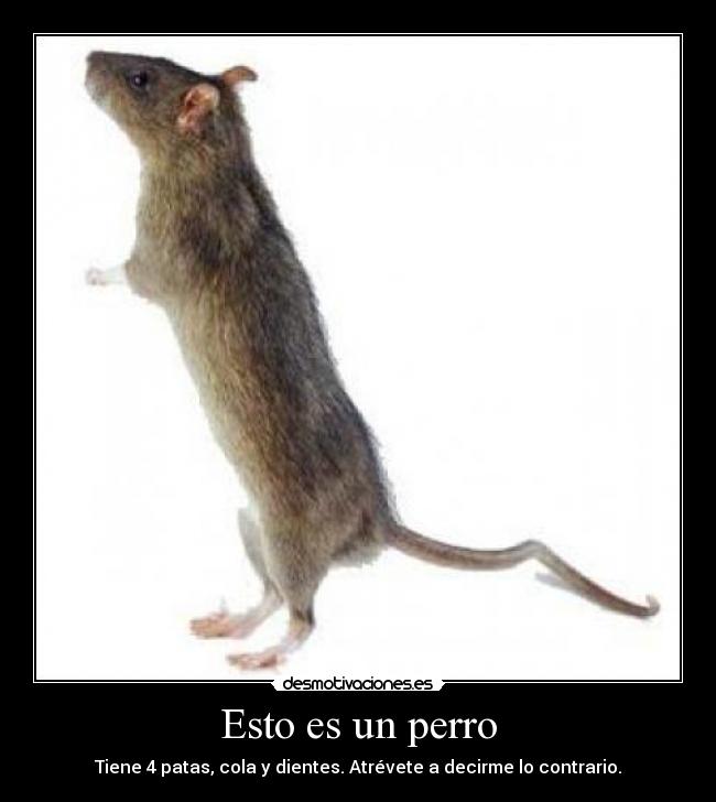 Esto es un perro - 