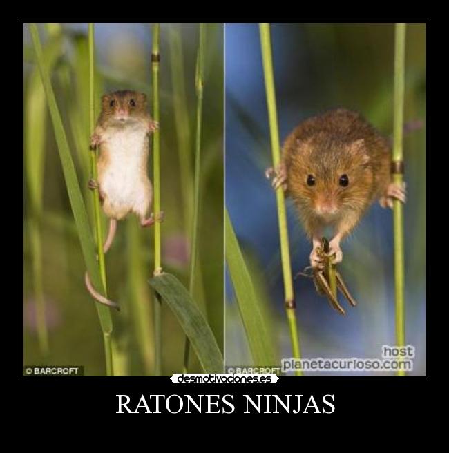 RATONES NINJAS -