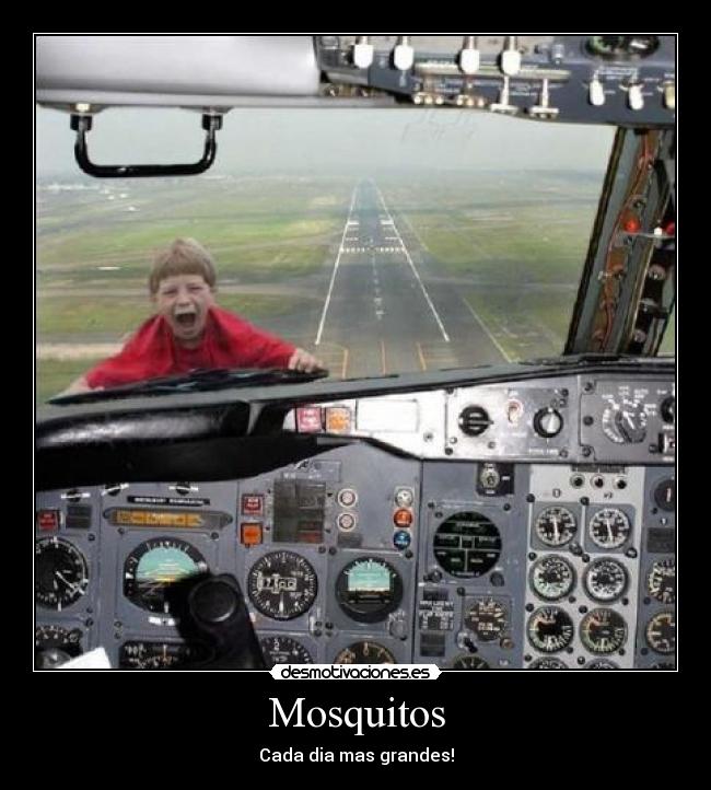 Mosquitos - 