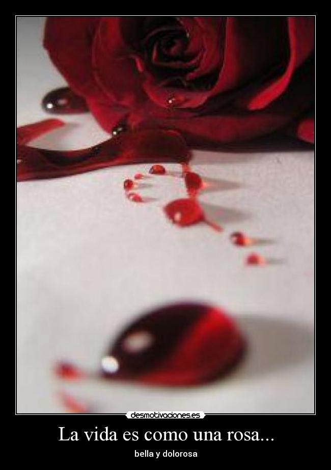 La vida es como una rosa... - bella y dolorosa