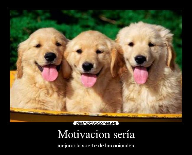 Motivacion sería - mejorar la suerte de los animales.
