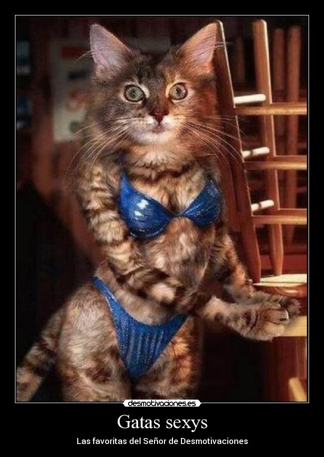 Gatas sexys - 