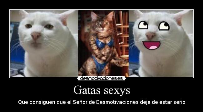 Gatas sexys - 
