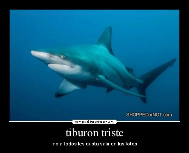 tiburon triste - no a todos les gusta salir en las fotos