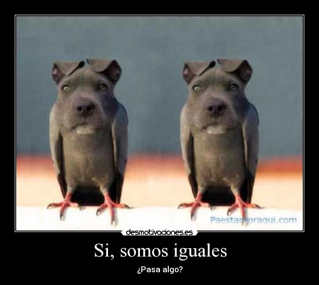 Si, somos iguales - ¿Pasa algo?