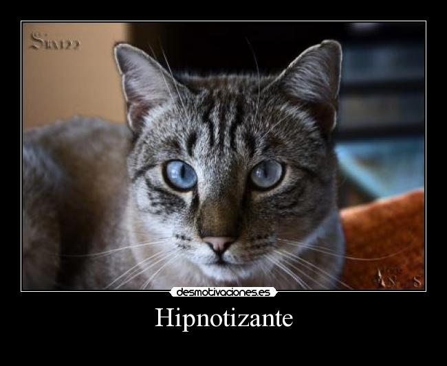 Hipnotizante -