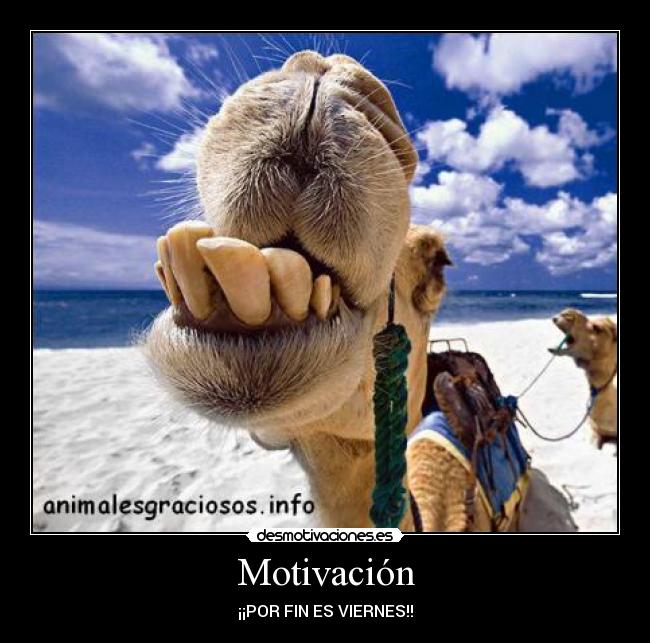 carteles viernes camello desmotivaciones