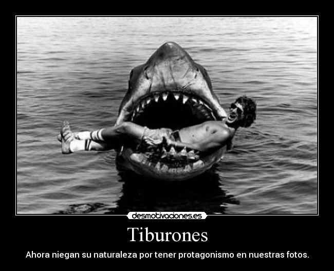 Tiburones - Ahora niegan su naturaleza por tener protagonismo en nuestras fotos.