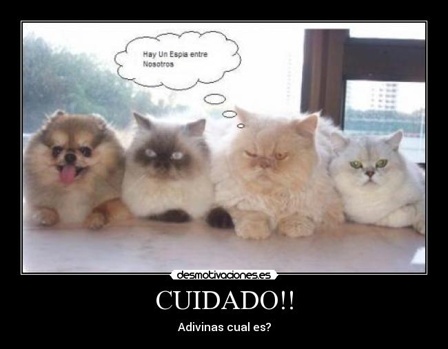 CUIDADO!! - Adivinas cual es?