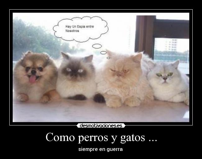 Como perros y gatos ... - siempre en guerra 