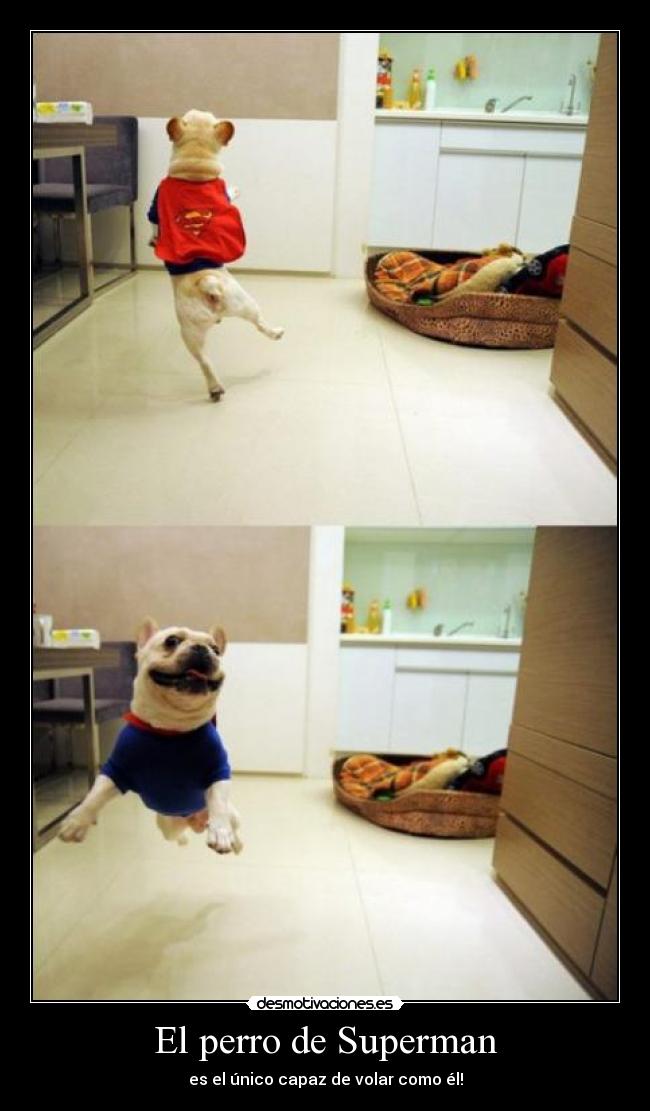 El perro de Superman - es el único capaz de volar como él!