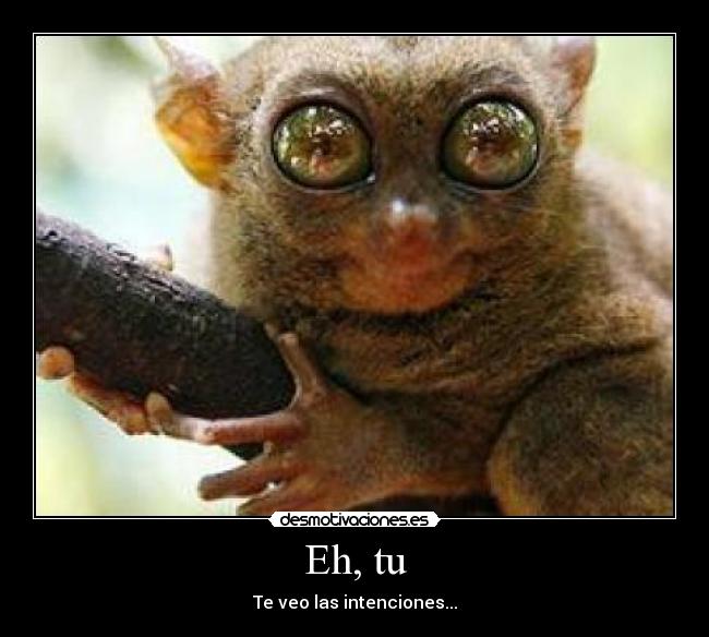 carteles lemur desmotivaciones