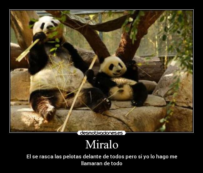 carteles pandas pelotas dimitrii desmotivaciones