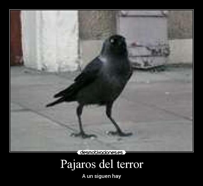 Pajaros del terror - A un siguen hay