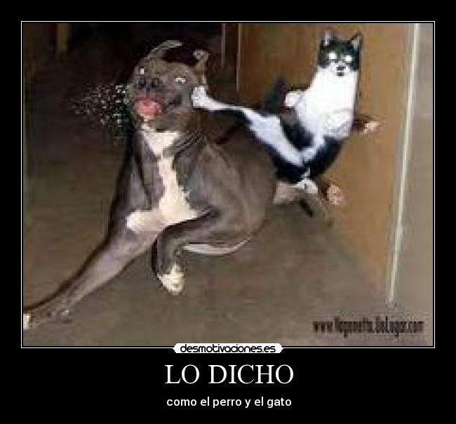 LO DICHO - como el perro y el gato