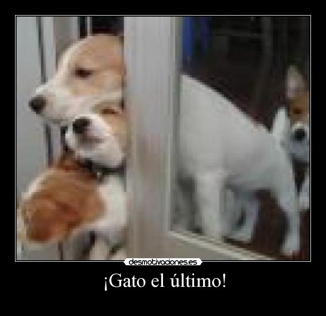 ¡Gato el último! - 
