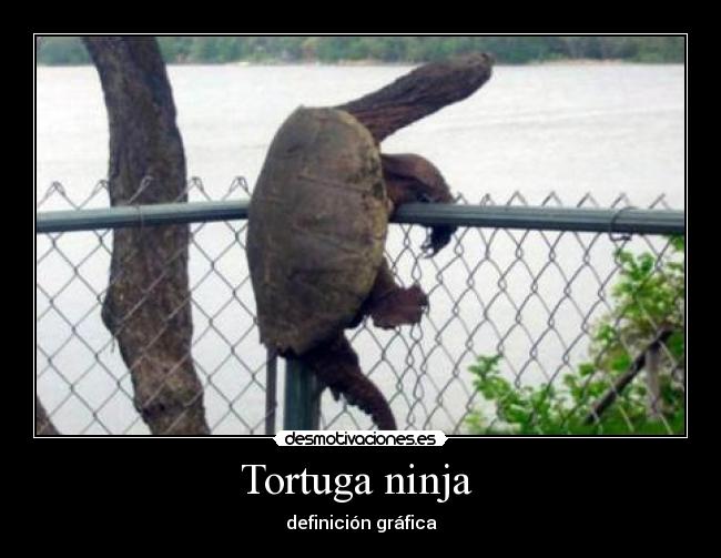 Tortuga ninja -