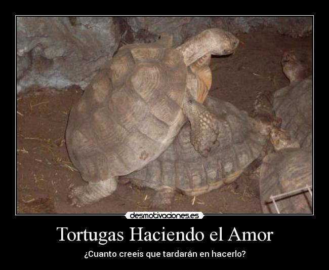 Tortugas Haciendo el Amor - 