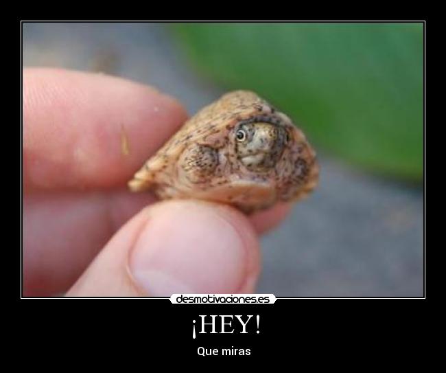 ¡HEY! - Que miras