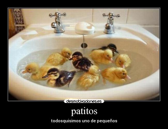 patitos - 