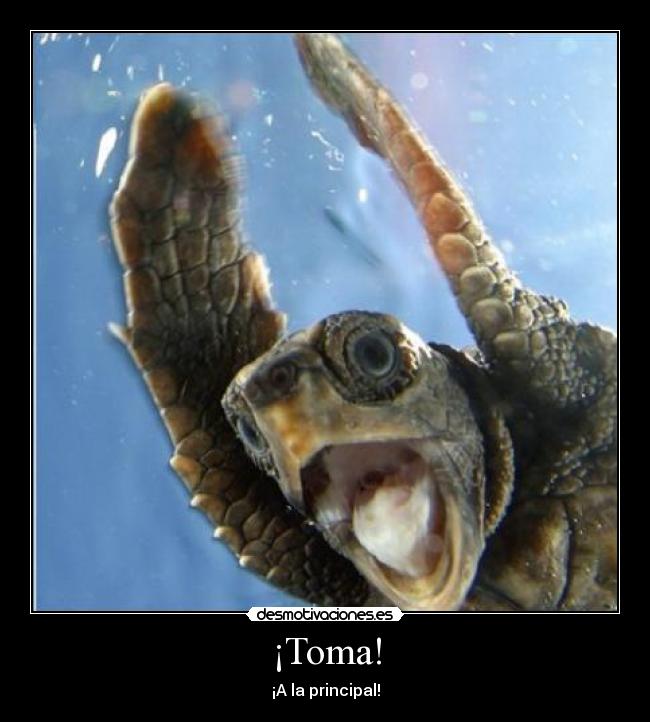 ¡Toma! - ¡A la principal!