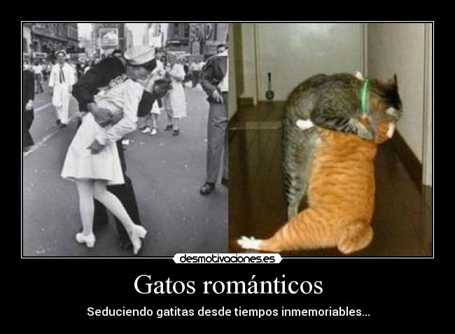 carteles gatos gatos romanticos desmotivaciones