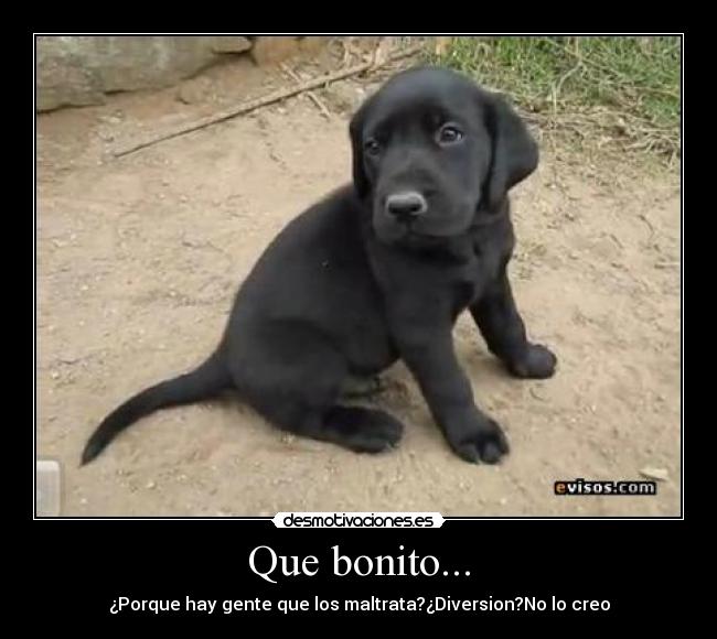 Que bonito... - ¿Porque hay gente que los maltrata?¿Diversion?No lo creo
