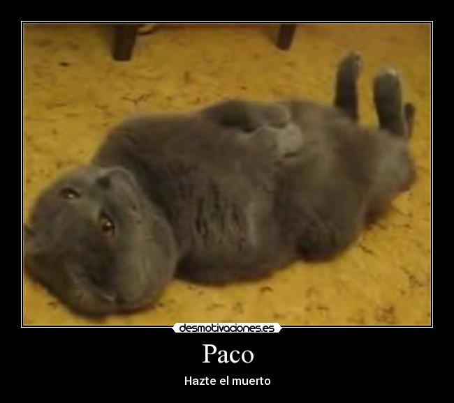 Paco -