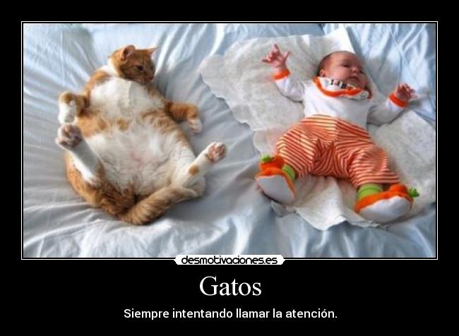 Gatos - Siempre intentando llamar la atención.