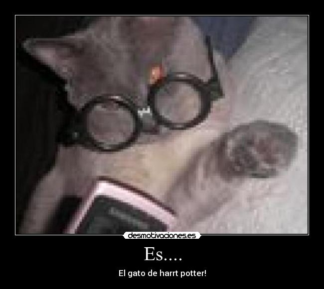 Es.... - El gato de harrt potter!