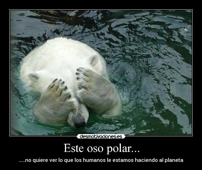 Este oso polar... -