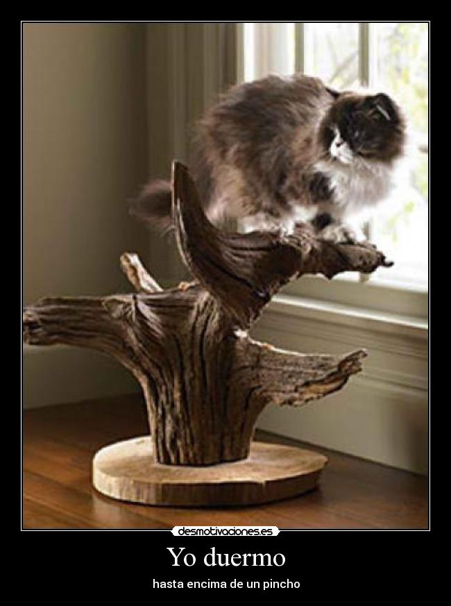 Yo duermo - hasta encima de un pincho