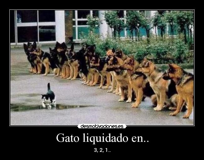 Gato liquidado en.. - 3, 2, 1..