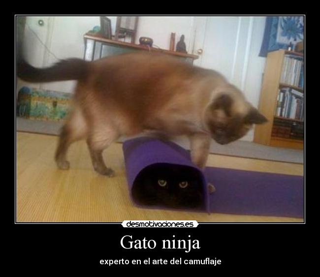 Gato ninja - experto en el arte del camuflaje