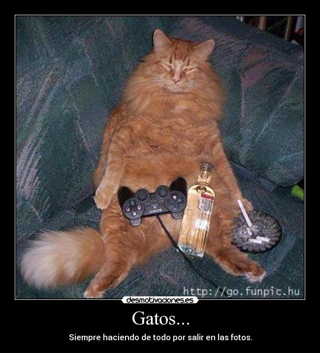 Gatos... - Siempre haciendo de todo por salir en las fotos.
