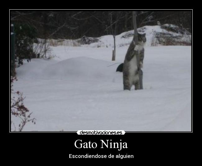 Gato Ninja - Escondiendose de alguien