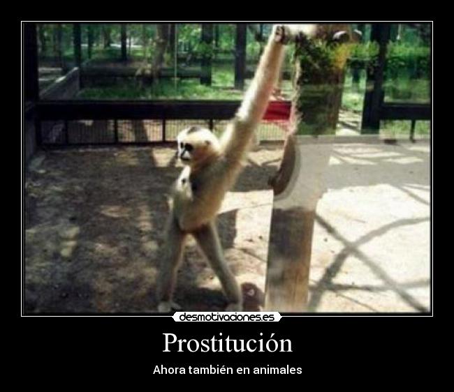 Prostitución - Ahora también en animales