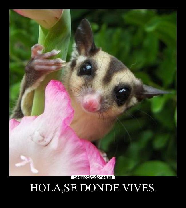 HOLA,SE DONDE VIVES. - 