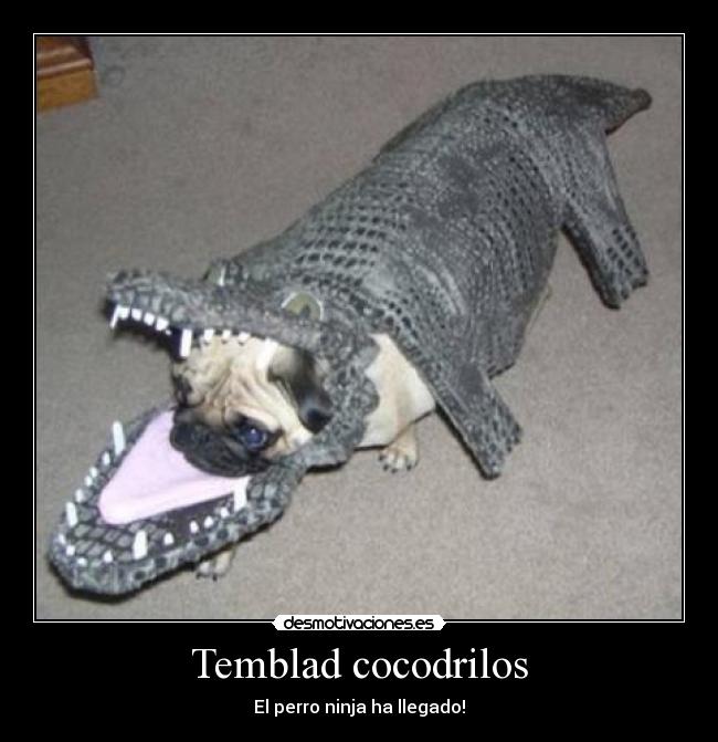 carteles temblad cocodrilos ninja perro desmotivaciones